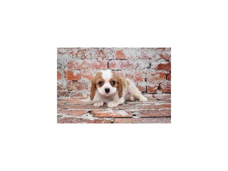 Cavalier King Charles Spaniel-DOG-Female-Blenheim-3999628-Petland Dunwoody Puppies For Sale