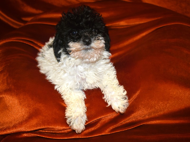 Bichonpoo-Male--4010745-Petland Dunwoody Puppies For Sale