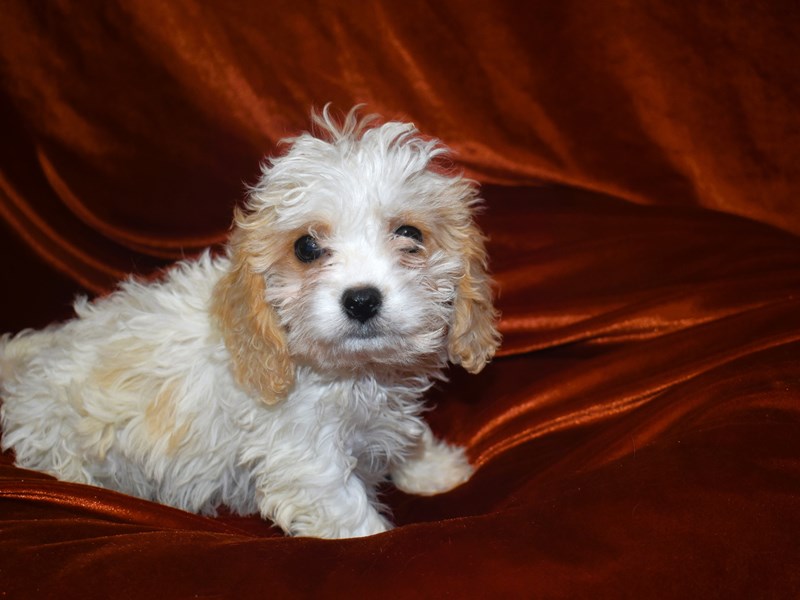 Cavachon-DOG-Male--4010721-Petland Dunwoody Puppies For Sale
