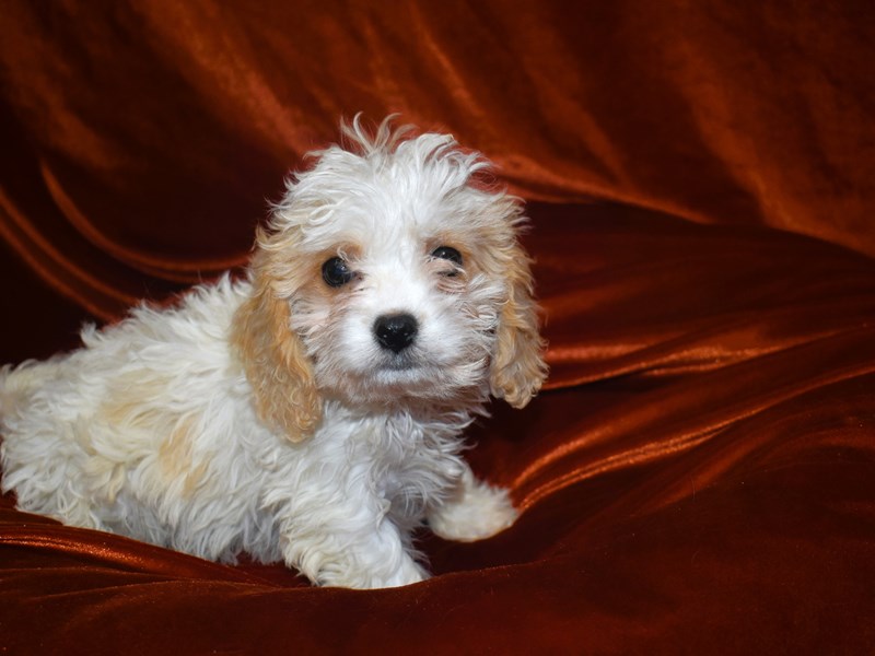 Cavachon-Male--4010721-Petland Dunwoody