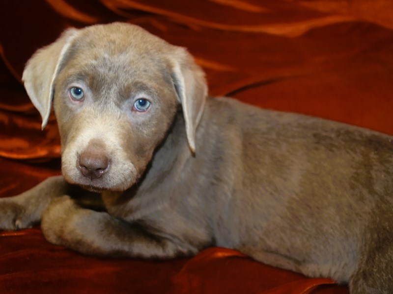 Labrador Retriever-Male--4010714-Petland Dunwoody Puppies For Sale