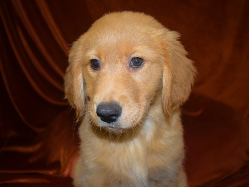 Golden Retriever-Female--4010704-Petland Dunwoody Puppies For Sale
