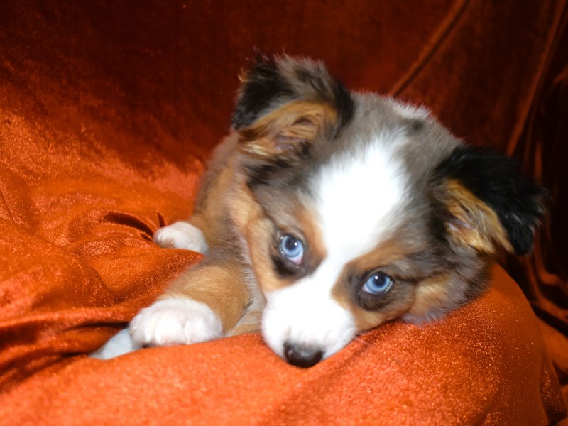 Miniature American Shepherd-Female-Blue Merle White and Tan-3999625-Petland Dunwoody