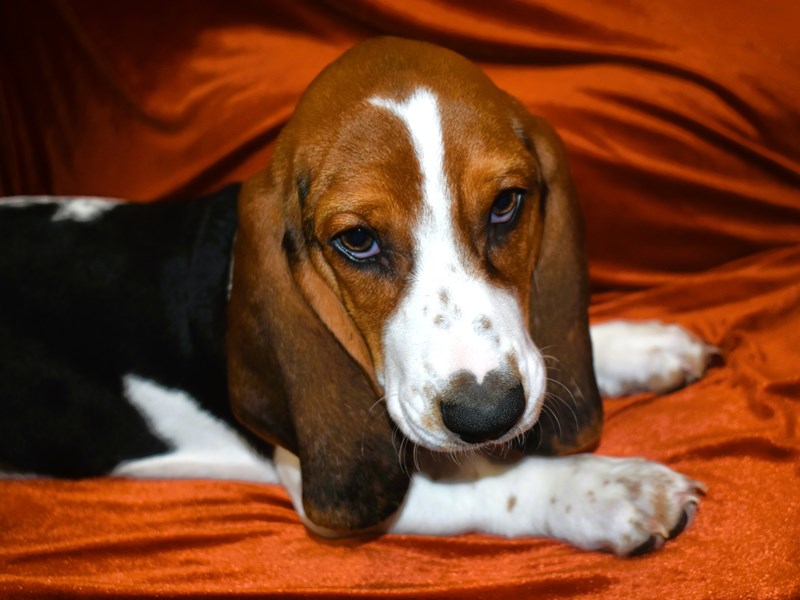 Basset Hound-Female-Black White and Tan-3958168-Petland Dunwoody Puppies For Sale