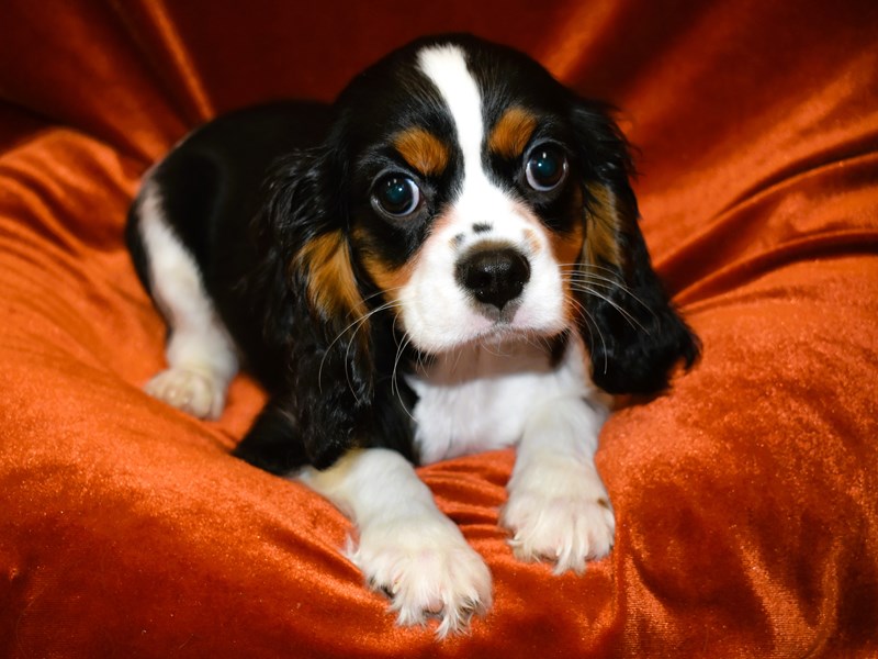 Cavalier King Charles Spaniel-Male-Tri Color-3978394-Petland Dunwoody Puppies For Sale