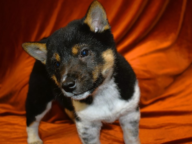 Shiba Inu-Male-Black and Tan-4018524-Petland Dunwoody Puppies For Sale