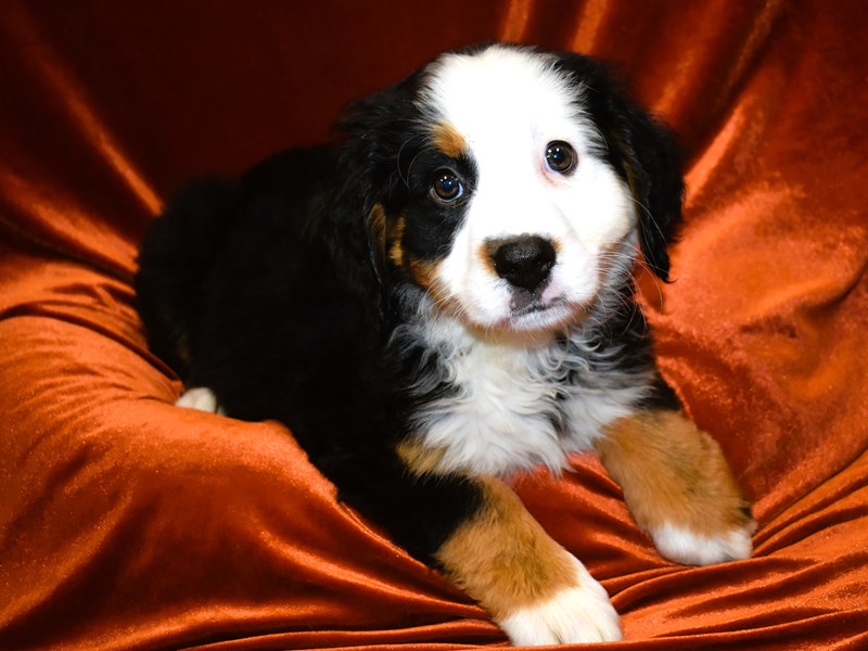 Bernese Mountain Dog-Female-Black Rust and White-4018764-Petland Dunwoody Puppies For Sale