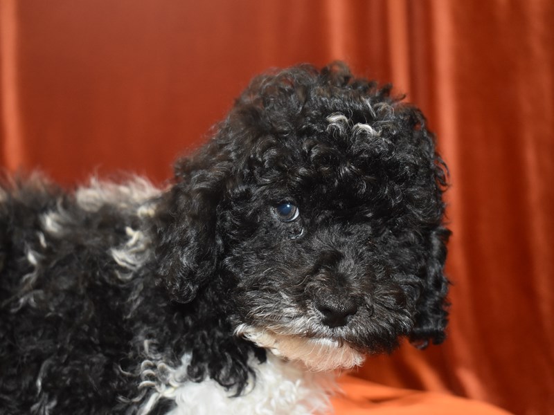 Poodle-Male-Black Parti-3905676-Petland Dunwoody Puppies For Sale