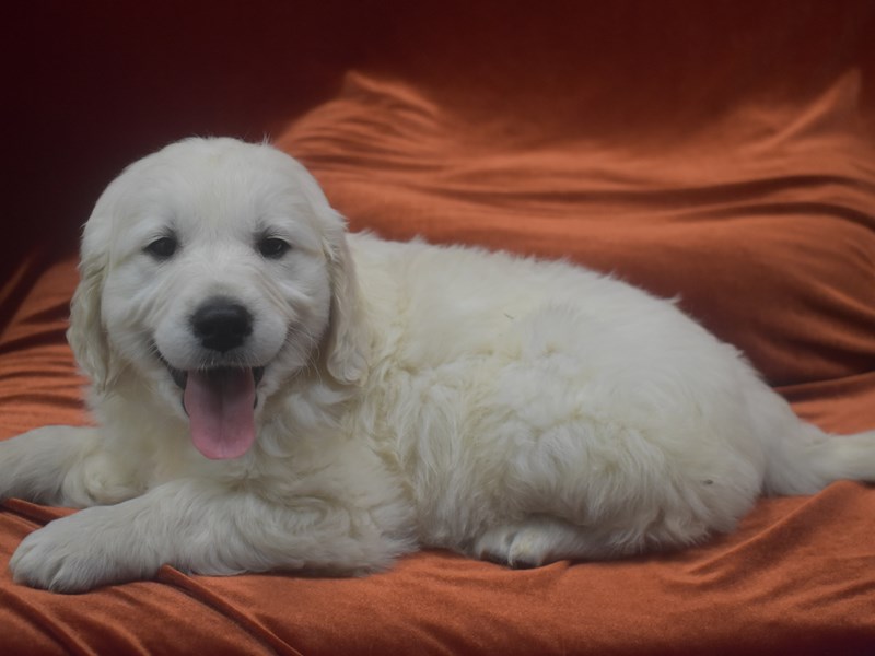 Golden Retriever-Female-Cream-3959175-Petland Dunwoody Puppies For Sale