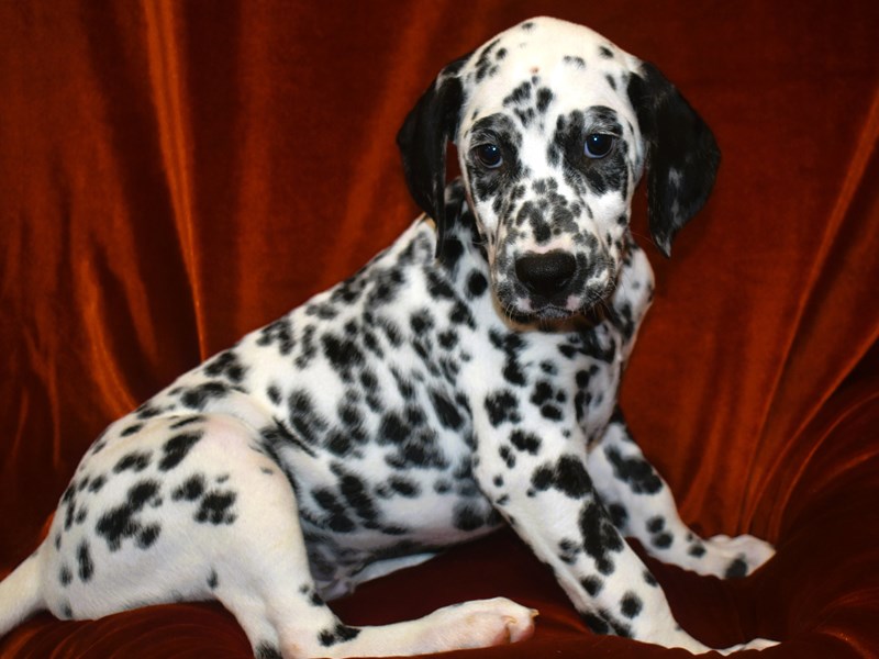 Dalmation-DOG-Male-White-3969457-Petland Dunwoody Puppies For Sale