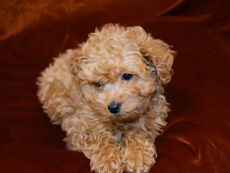 Mini Goldendoodle-Male-Apricot-3969496-Petland Dunwoody Puppies For Sale