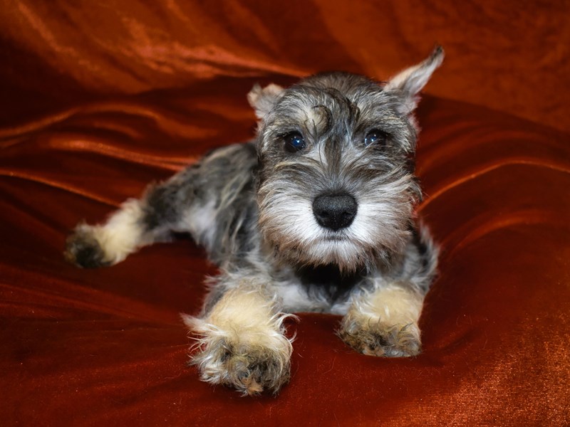 Miniature Schnauzer-Female--4010711-Petland Dunwoody Puppies For Sale