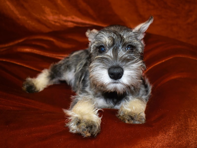 Miniature Schnauzer-Female--4010711-Petland Dunwoody