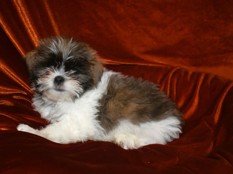 Shih Tzu-Male--4010645-Petland Dunwoody Puppies For Sale