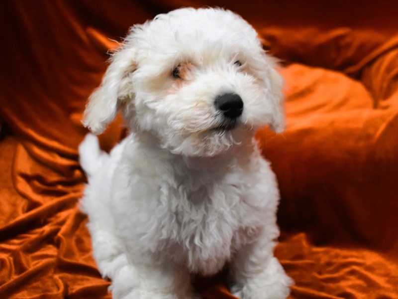 Bichon Frise-Male-White-3999678-Petland Dunwoody