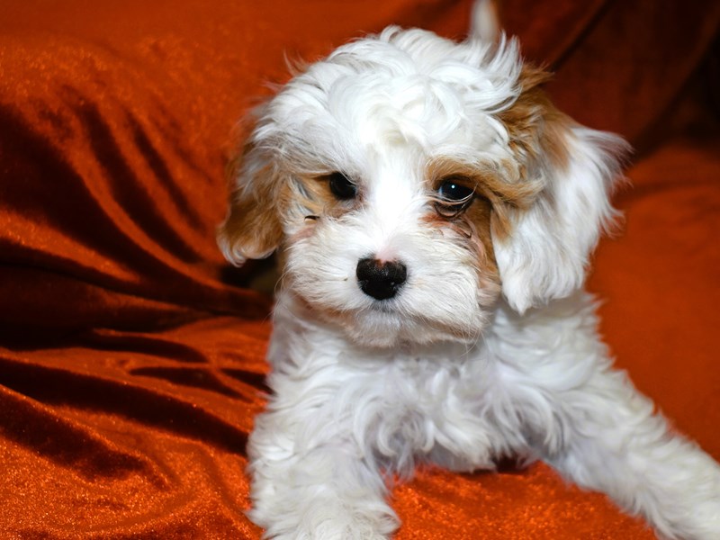 Cavapoo-Female-Red and White-3999911-Petland Dunwoody Puppies For Sale