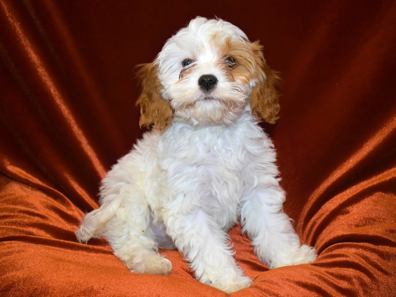 Cavapoo-Female-Red and White-3999915-Petland Dunwoody Puppies For Sale