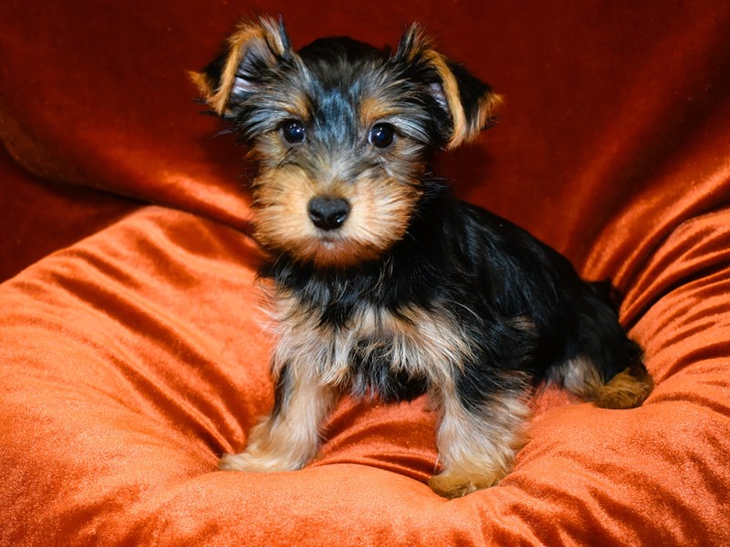 Yorkshire Terrier-Female--4010773-Petland Dunwoody Puppies For Sale