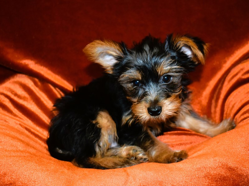 Yorkshire Terrier-DOG-Female--4010776-Petland Dunwoody Puppies For Sale