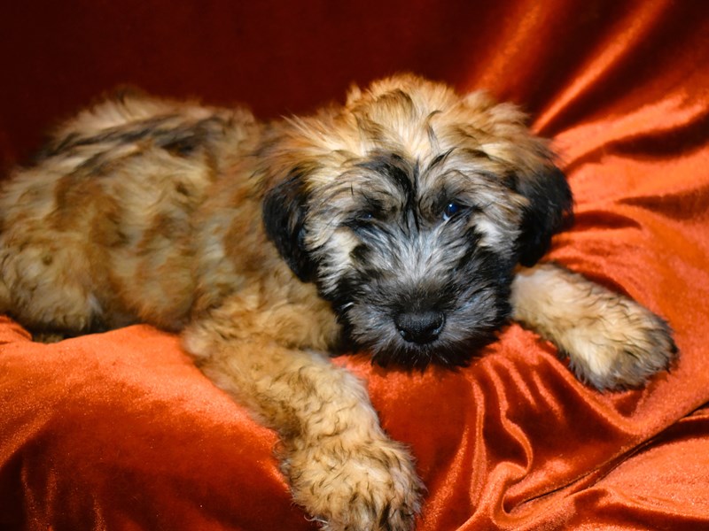 Soft Coated Wheaten Terrier-Male-Wheaten-3999671-Petland Dunwoody