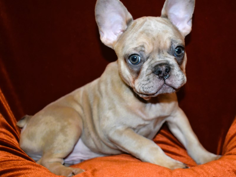 French Bulldog-Male-Blue Fawn-3999695-Petland Dunwoody Puppies For Sale