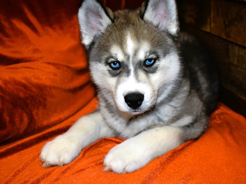 Siberian Husky-DOG-Male-Agouti and white-3999675-Petland Dunwoody Puppies For Sale