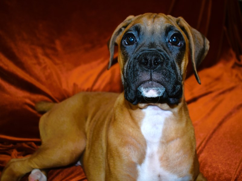 Boxer-Male-Fawn-3957970-Petland Dunwoody Puppies For Sale