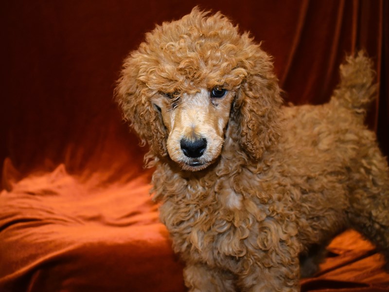 Standard Poodle-Female-Red-4018482-Petland Dunwoody