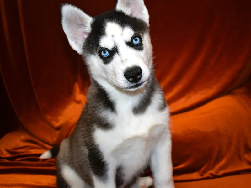 Siberian Husky-Male-Black and White-4018613-Petland Dunwoody Puppies For Sale