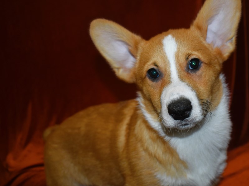 Pembroke Welsh Corgi-Male-Red-3958216-Petland Dunwoody