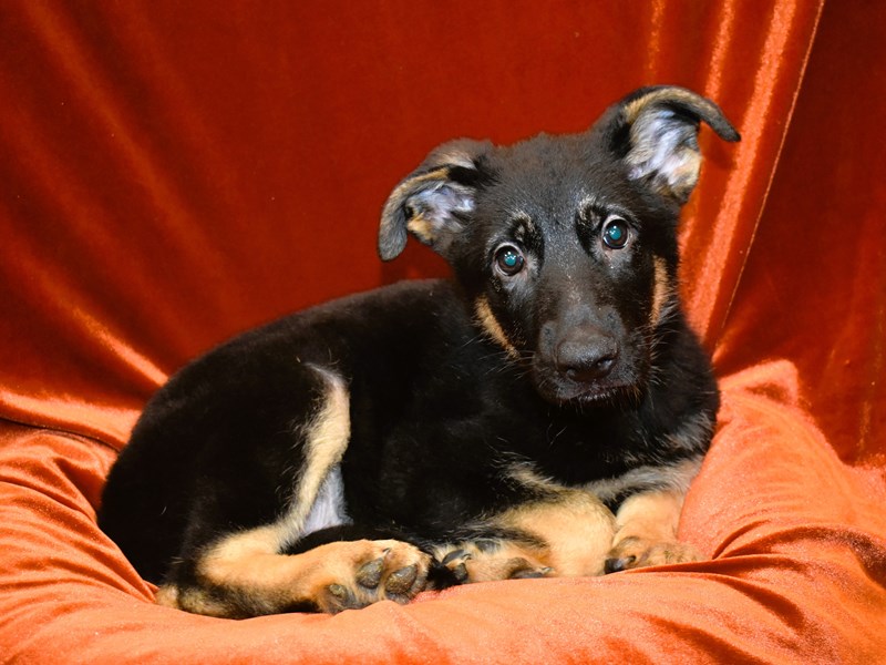 German Shepherd-Male-Black and Tan-4018451-Petland Dunwoody Puppies For Sale