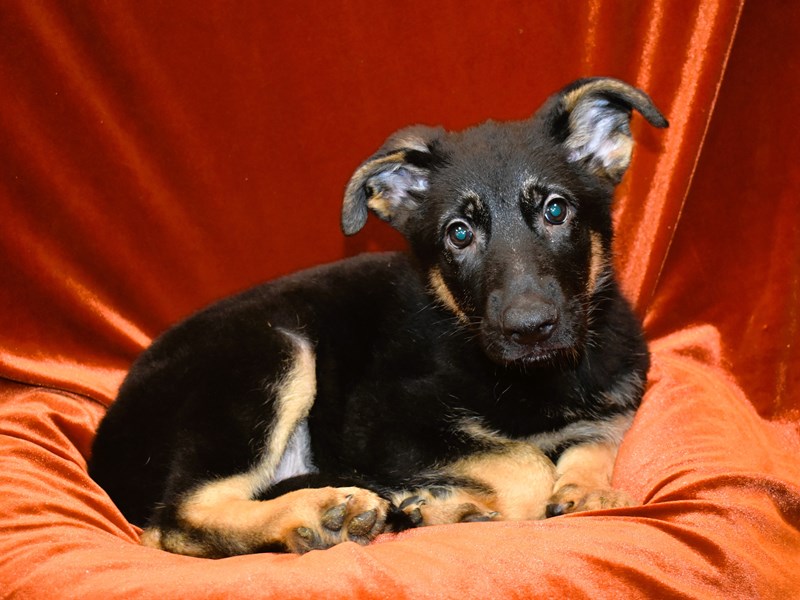 German Shepherd-Male-Black and Tan-4018451-Petland Dunwoody