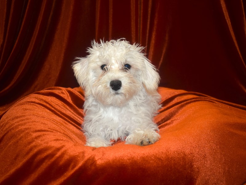 Schnoodle-Female-White-3978271-Petland Dunwoody Puppies For Sale