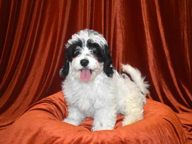 Cavapoo-Male-Black and White-3978354-Petland Dunwoody