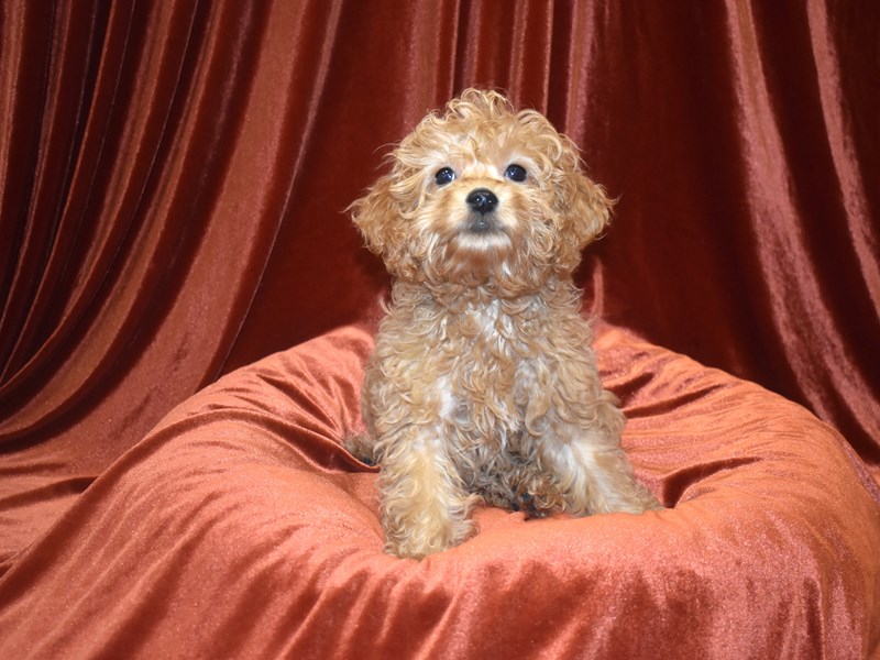 Mini Goldendoodle 2nd Gen-Male-Apricot-3957983-Petland Dunwoody