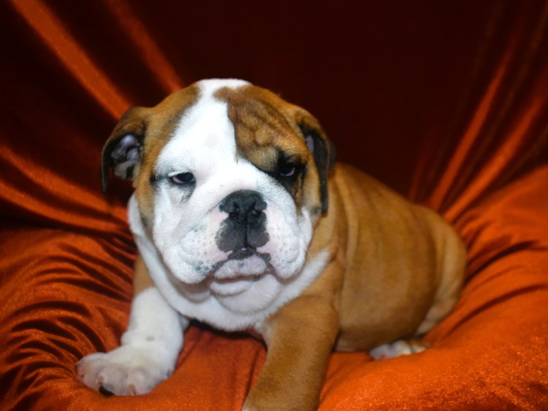 English Bulldog-Male--4030756-Petland Dunwoody