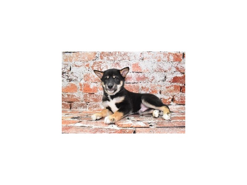 Shiba Inu-DOG-Male-Black and Tan-4040197-Petland Dunwoody Puppies For Sale