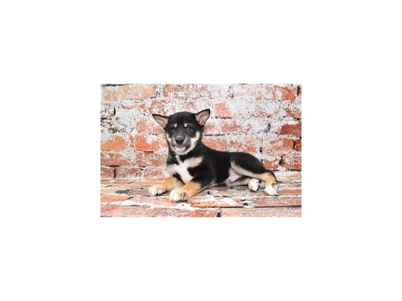 Shiba Inu-Male-Black and Tan-4040197-Petland Dunwoody