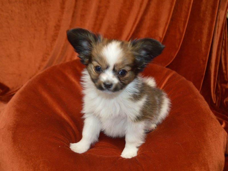 Papillon-Male-White and Red-4040237-Petland Dunwoody Puppies For Sale