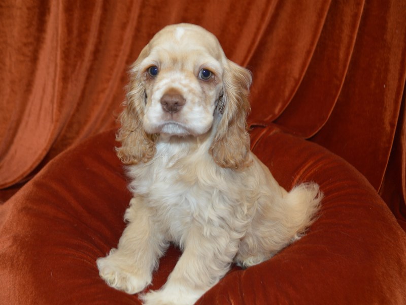 Cocker Spaniel-Male-Buff-4040269-Petland Dunwoody Puppies For Sale