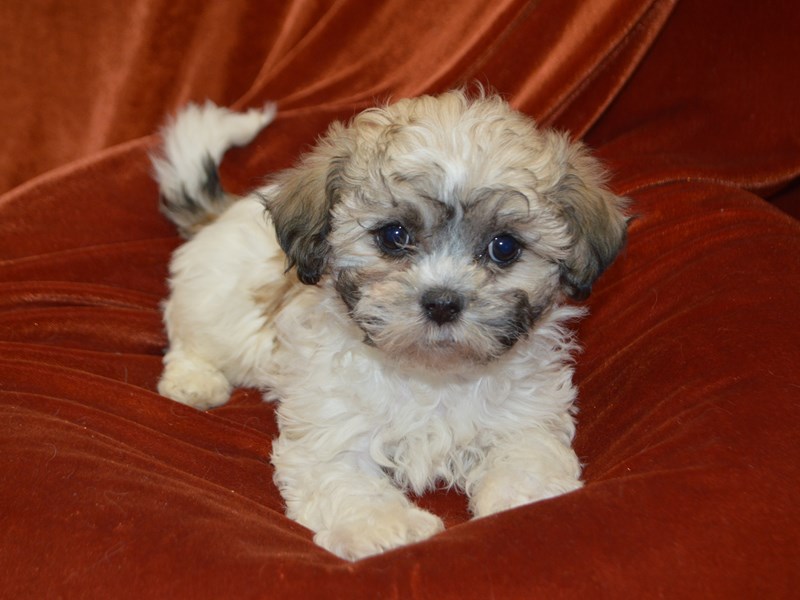 Teddy Bear-Female--4030822-Petland Dunwoody Puppies For Sale