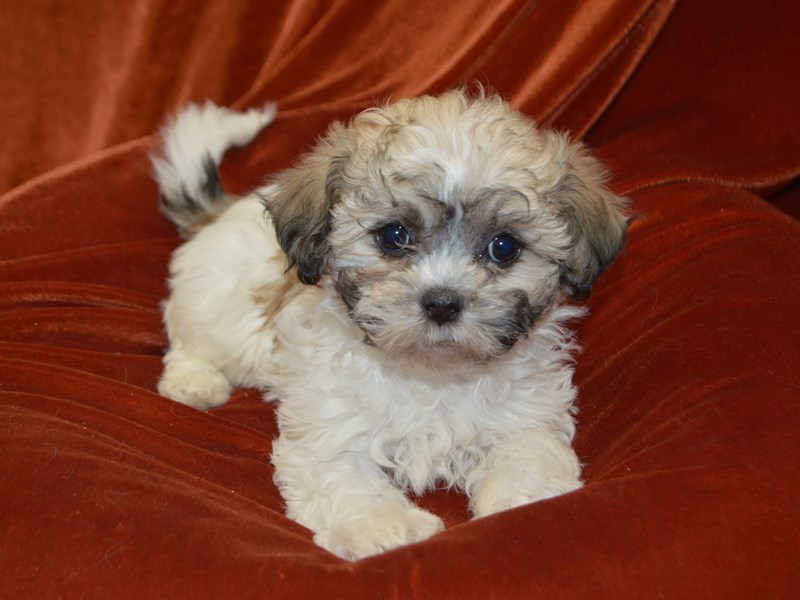 Teddy Bear-Female--4030822-Petland Dunwoody