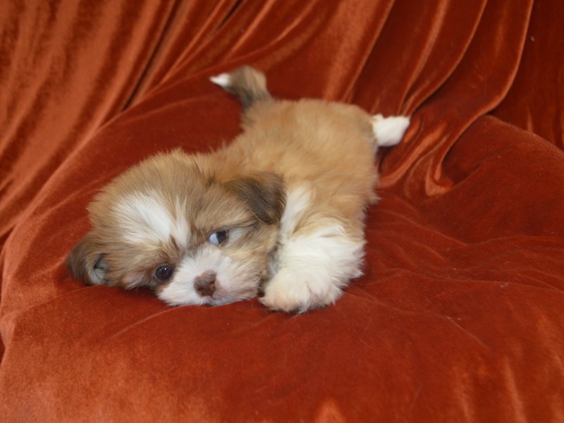 2nd Generation Teddy Bear-DOG-Male--4030786-Petland Dunwoody Puppies For Sale