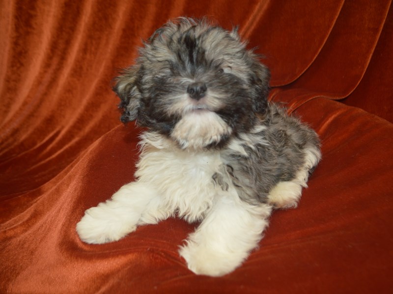 Havanese-Male-Silver Sable-4040311-Petland Dunwoody