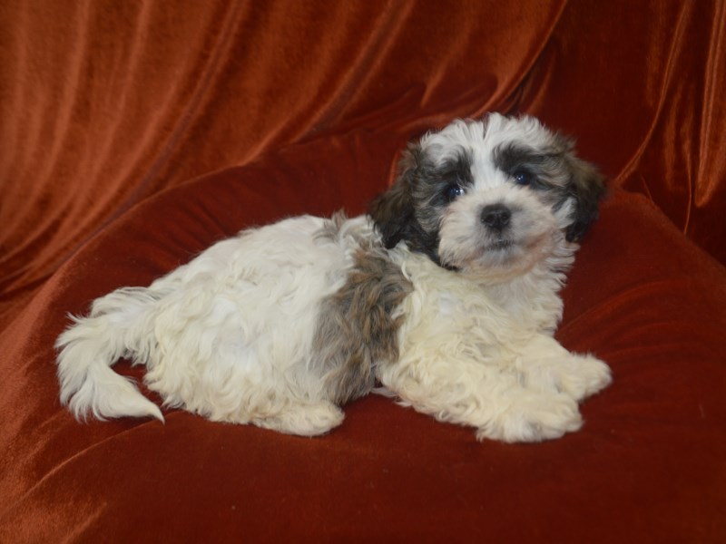 Shih Poo-Female--4030790-Petland Dunwoody