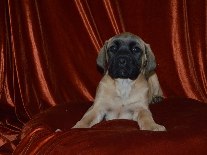 Bull Mastiff-Female-Fawn-4051385-Petland Dunwoody