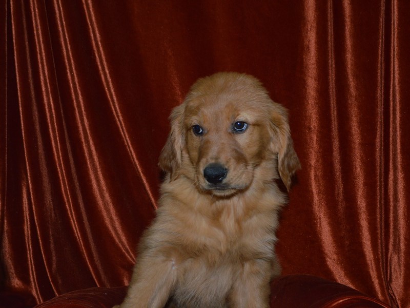 Golden Retriever-Female--4051944-Petland Dunwoody