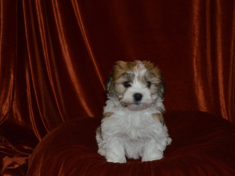Havanese-DOG-Female--4051962-Petland Dunwoody Puppies For Sale
