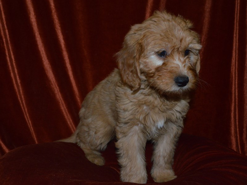 Mini Goldendoodle-Female--4051980-Petland Dunwoody Puppies For Sale