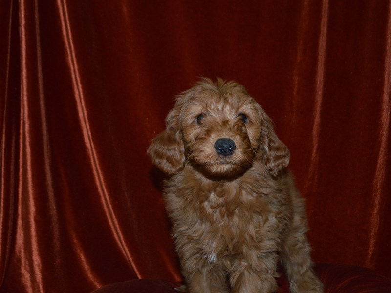 Mini Goldendoodle-Female--4051983-Petland Dunwoody Puppies For Sale